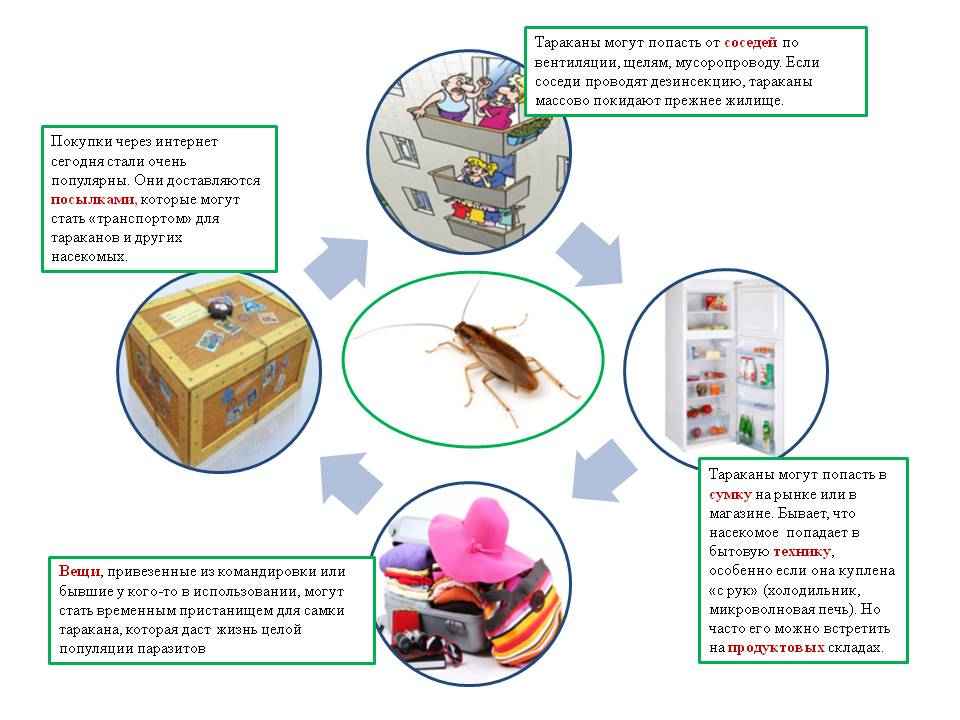 На фото описано появление тараканов